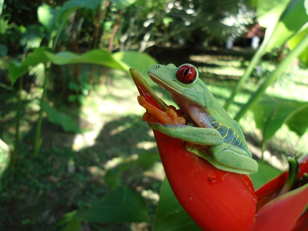Cabinas Iguana Кауита Экстерьер фото